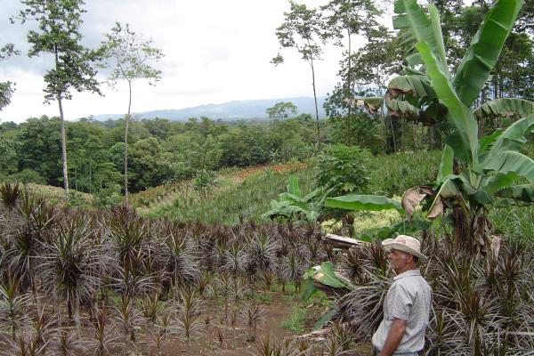 desira-agroforestry-ornamental-plants.jpg