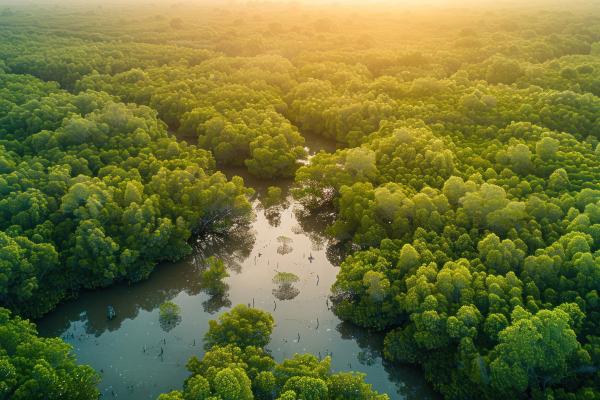 Aerial View of a Lush Mangrove Forest